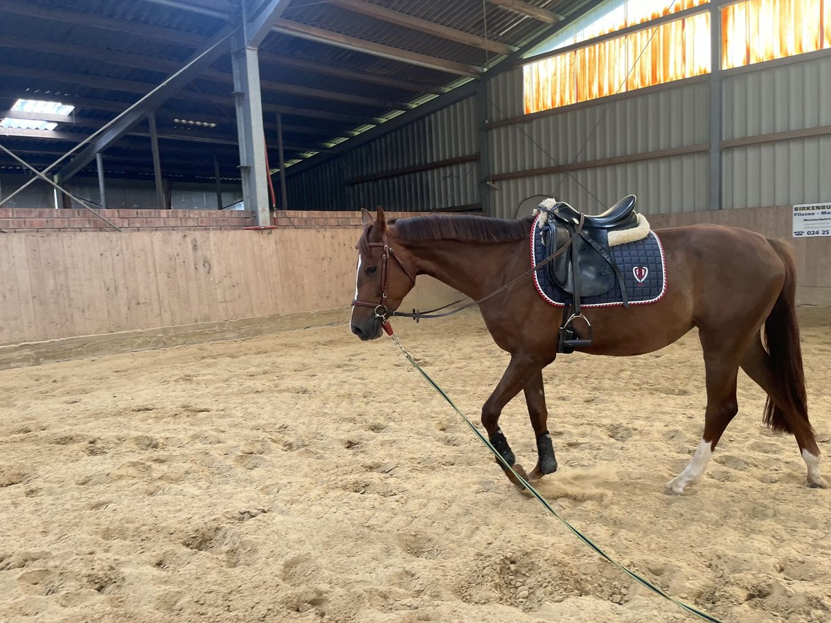 Hannoveraner Stute 5 Jahre 166 cm Fuchs in Z&#xFC;lpich