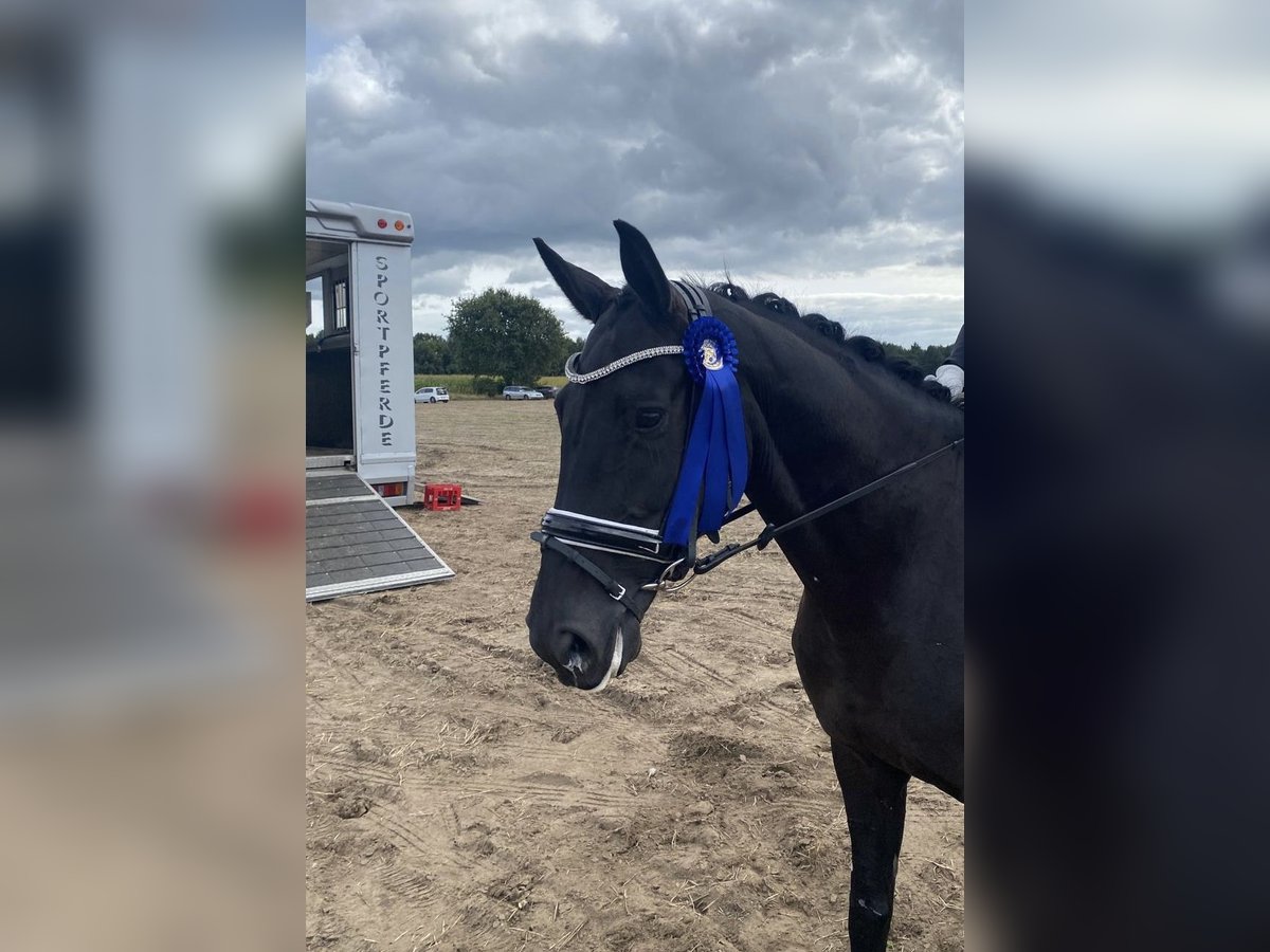 Hannoveraner Stute 5 Jahre 166 cm Rappe in KutenholzMulsum