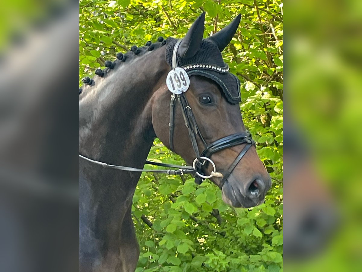 Hannoveraner Stute 5 Jahre 166 cm Schwarzbrauner in Sprockhövel
