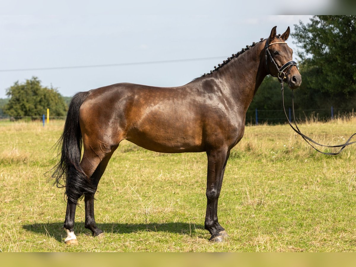 Hannoveraner Stute 5 Jahre 167 cm Brauner in Kladrum