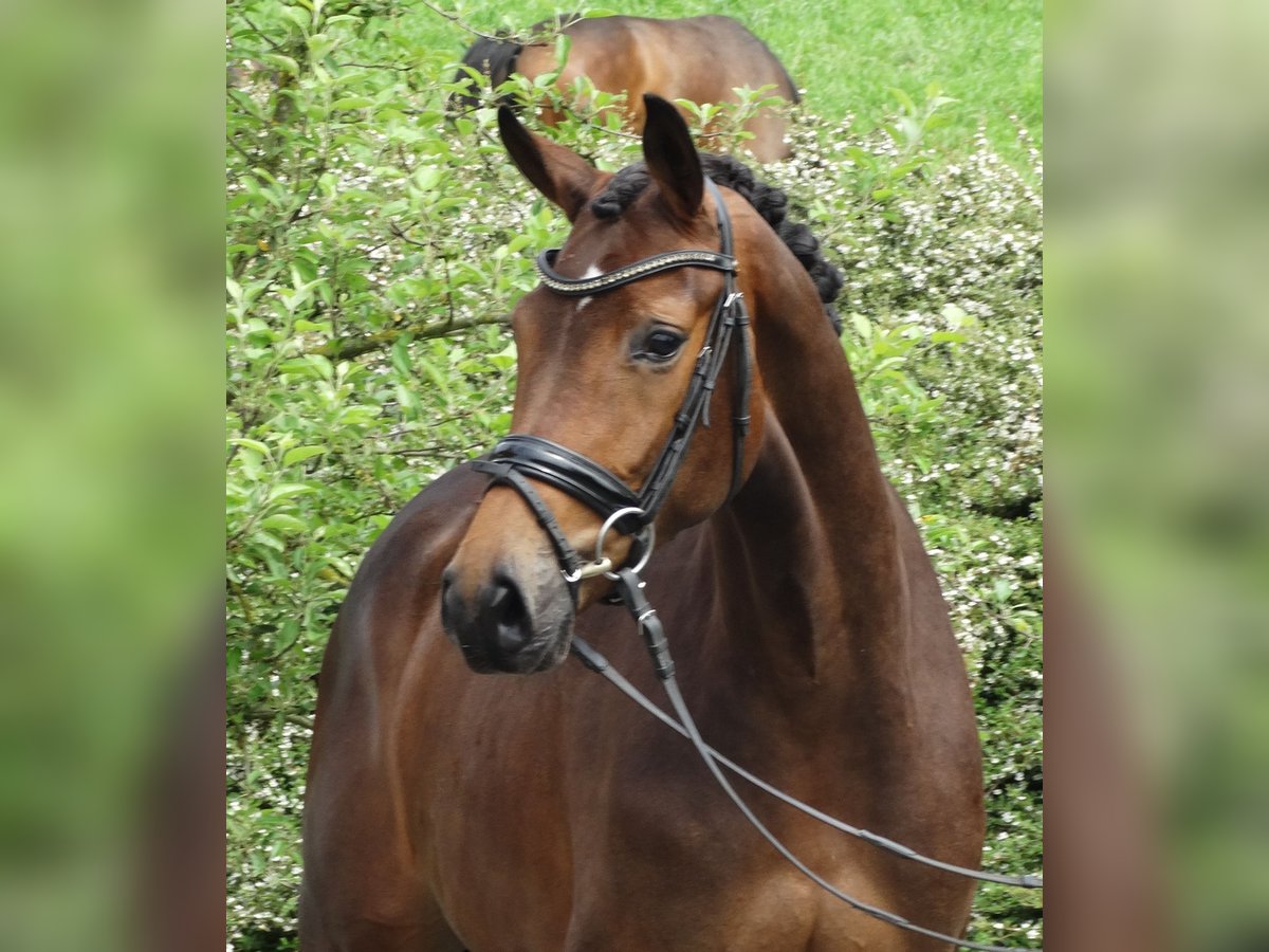 Hannoveraner Stute 5 Jahre 167 cm Dunkelbrauner in Ostercappeln
