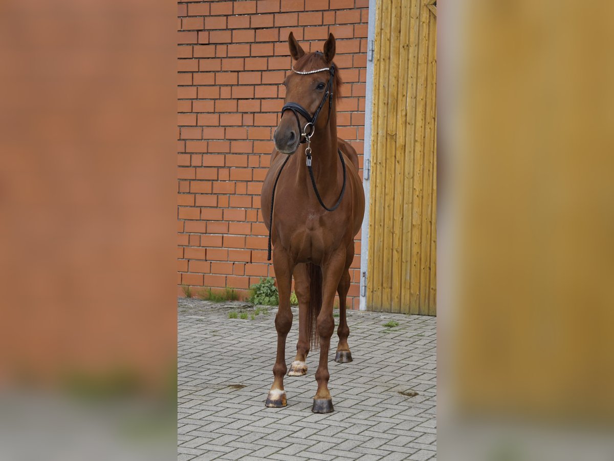 Hannoveraner, Stute in Bliedersdorf