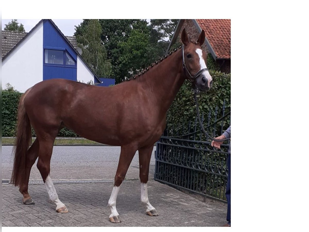 Hannoveraner Stute 5 Jahre 167 cm Dunkelfuchs in Kirchlinteln