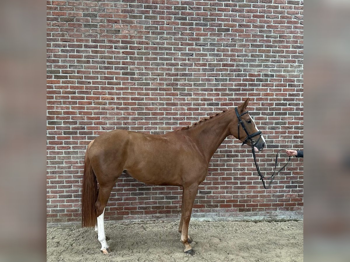 Hannoveraner Stute 5 Jahre 167 cm Fuchs in GROTE-BROGEL