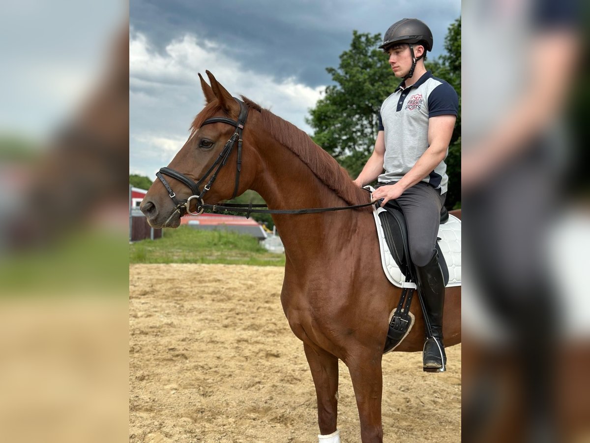 Hannoveraner Stute 5 Jahre 167 cm Fuchs in Langelsheim