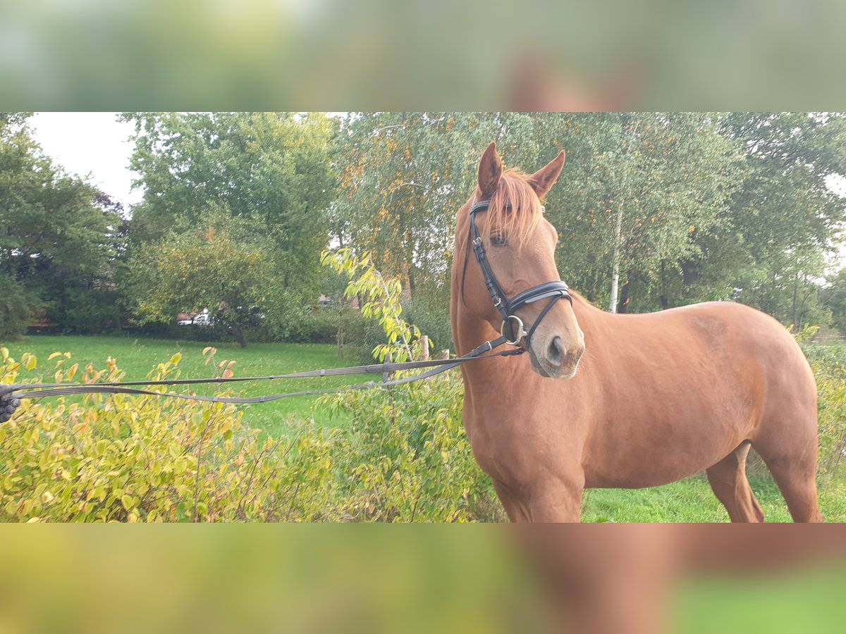 Hannoveraner Stute 5 Jahre 167 cm Fuchs in Gorleben Meetschow