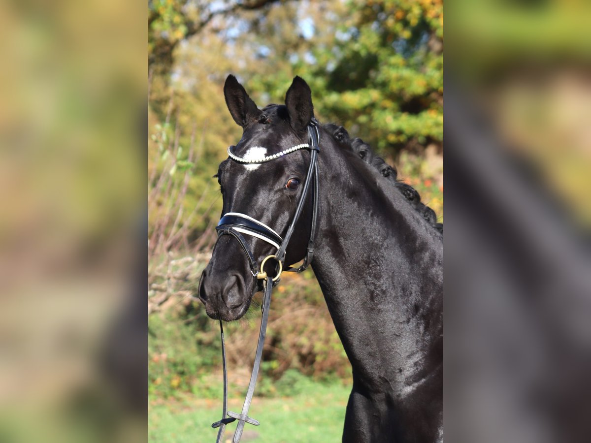 Hannoveraner Stute 5 Jahre 167 cm Rappe in Deinstedt