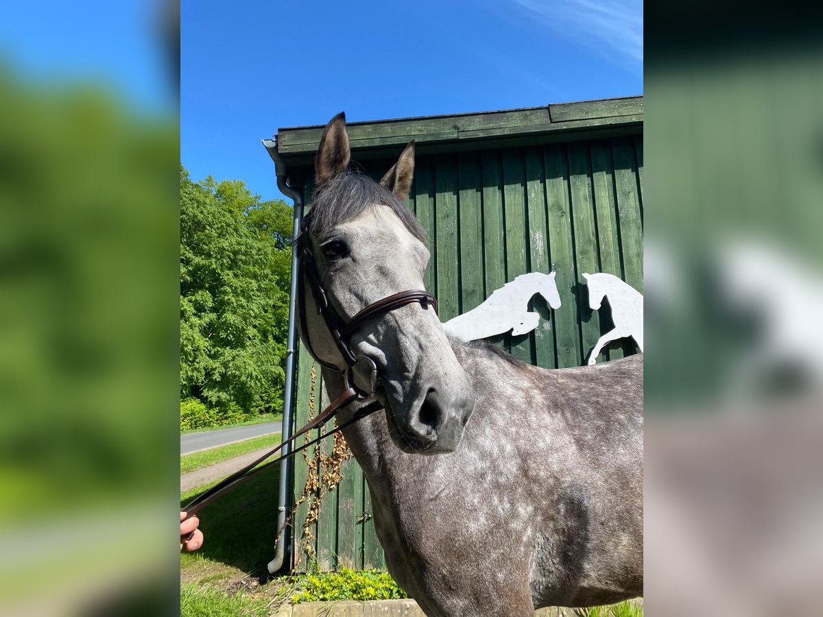 Hannoveraner Stute 5 Jahre 167 cm Schimmel in B&#xF6;tersen