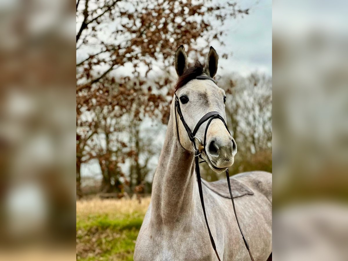 Hannoveraner Stute 5 Jahre 168 cm Apfelschimmel in Kevelaer