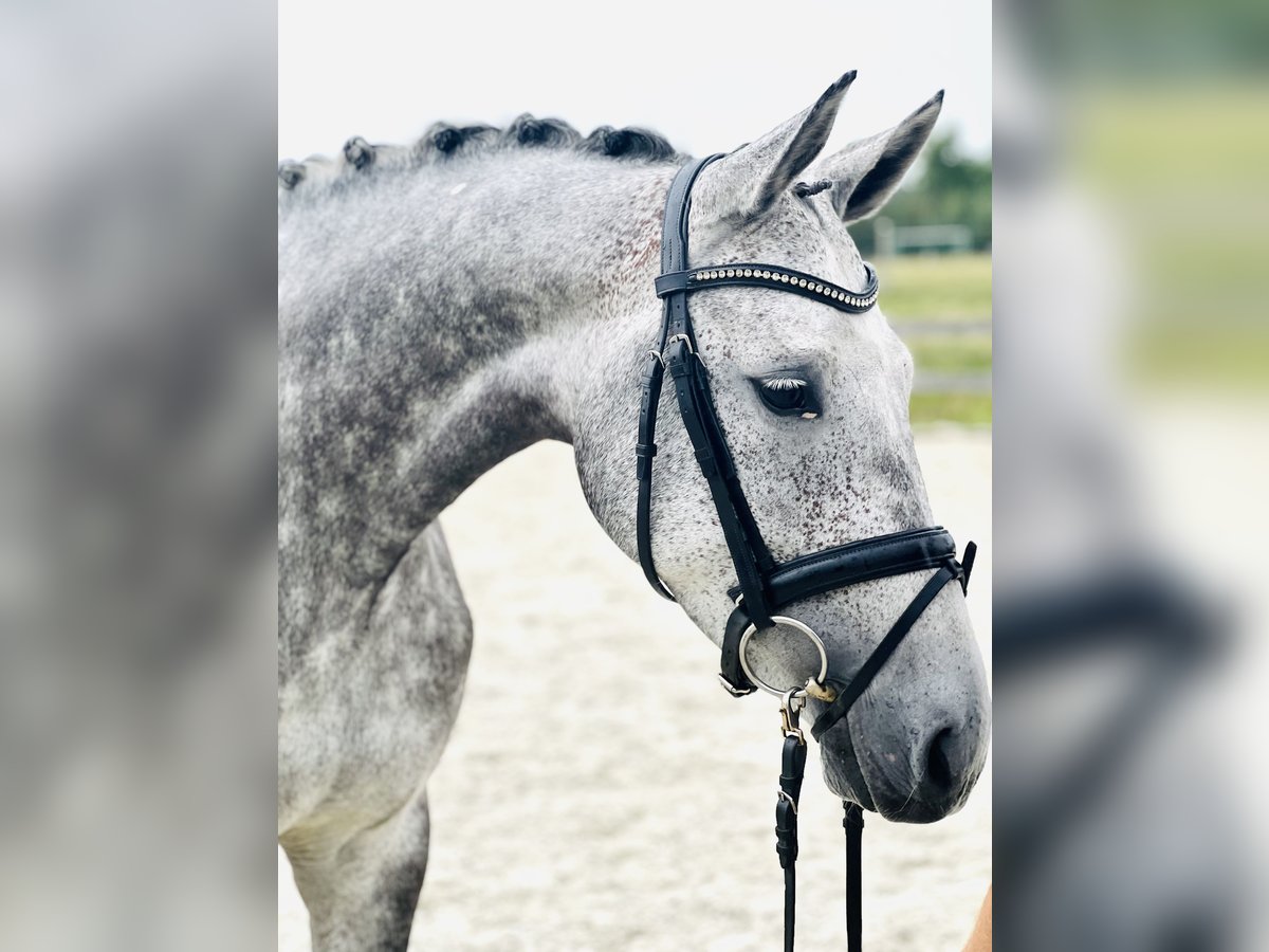 Hannoveraner Stute 5 Jahre 168 cm Apfelschimmel in Bargstedt