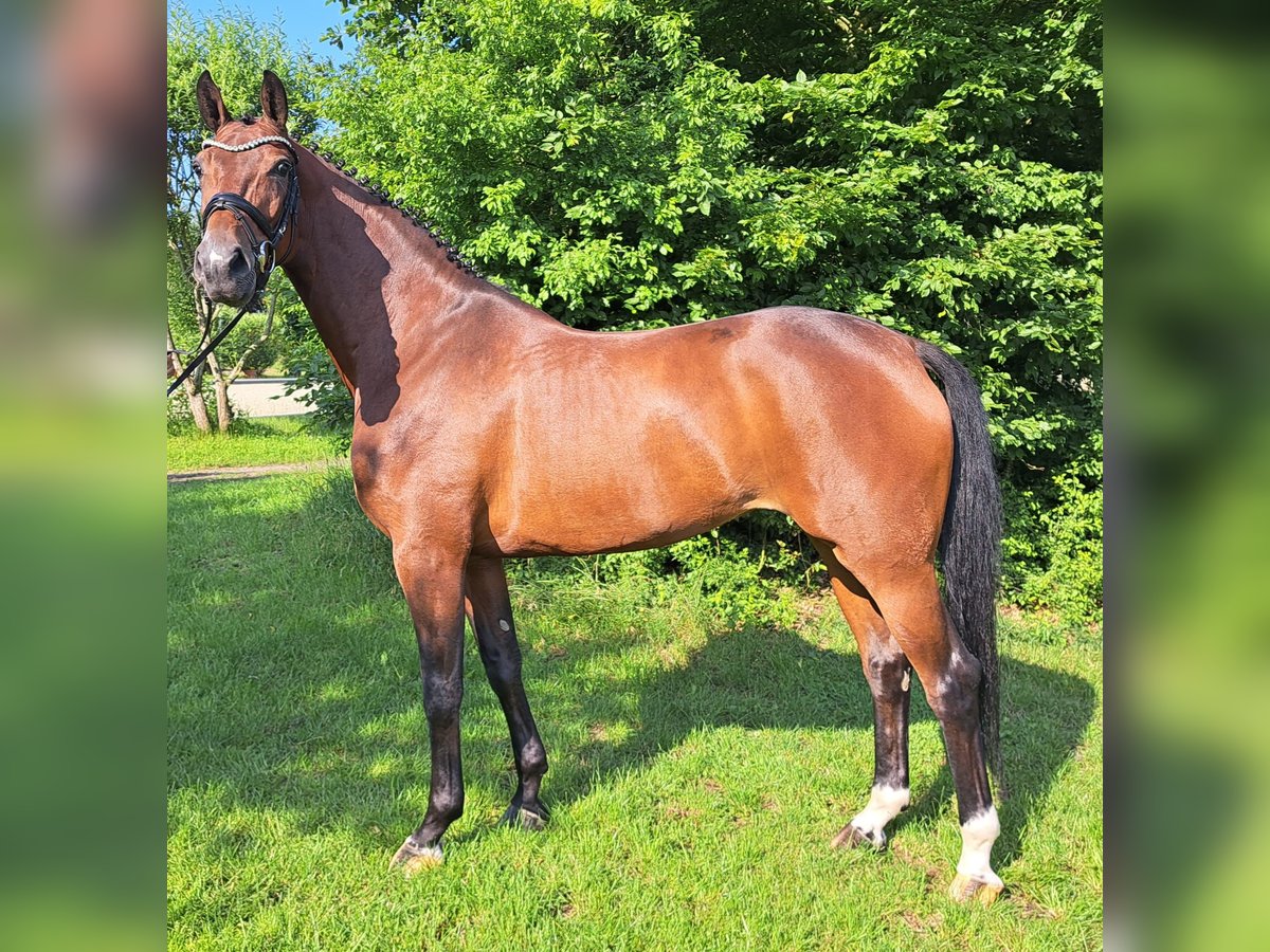 Hannoveraner Stute 5 Jahre 168 cm Brauner in Loxstedt