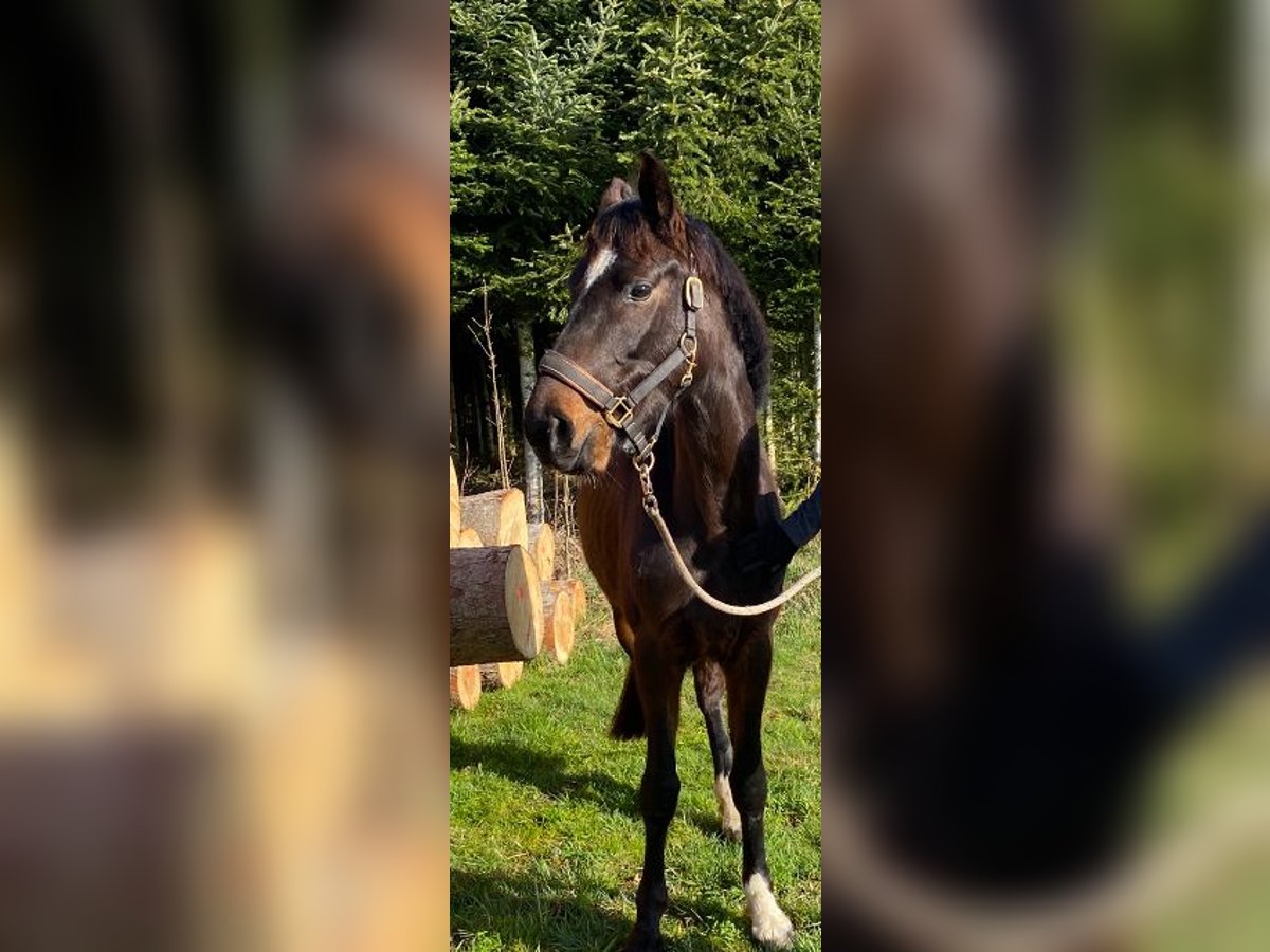 Hannoveraner Stute 5 Jahre 168 cm Brauner in B&#xF6;singen