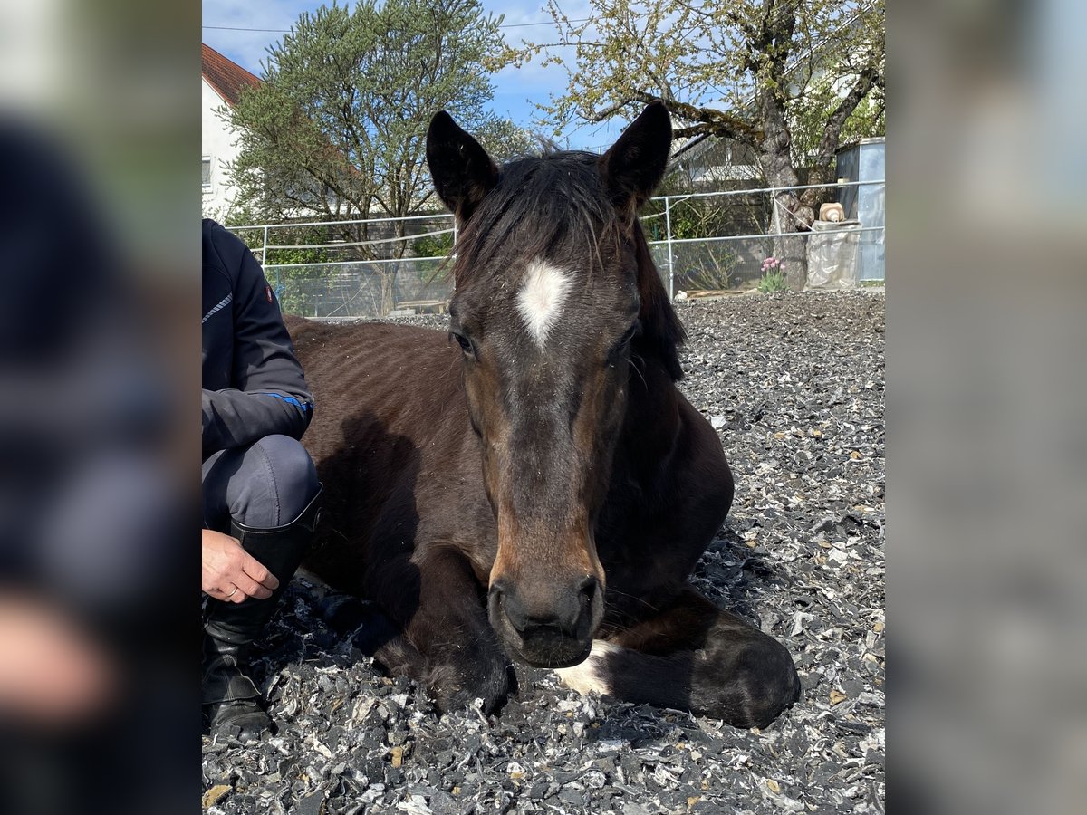 Hannoveraner Stute 5 Jahre 168 cm Brauner in Bösingen