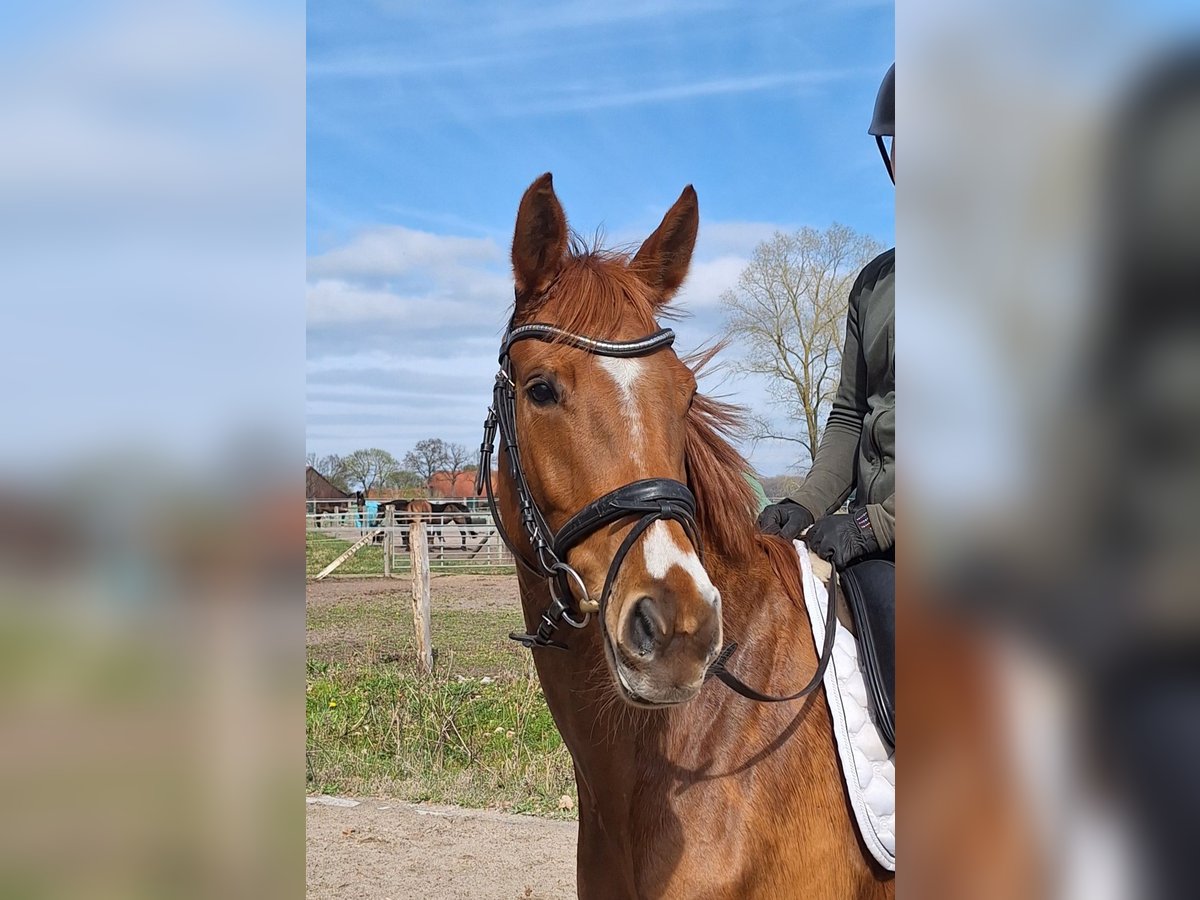 Hannoveraner Stute 5 Jahre 168 cm Fuchs in Scharnebeck
