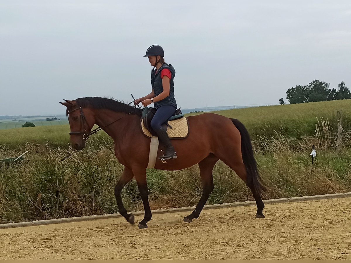 Hannoveraner Stute 5 Jahre 168 cm Hellbrauner in Gleichen