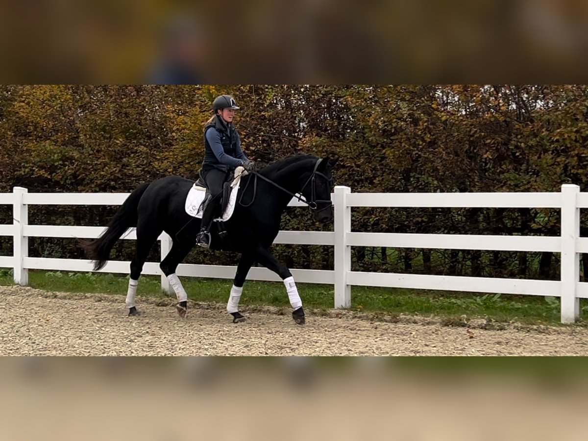 Hannoveraner Stute 5 Jahre 168 cm Rappe in Landesbergen