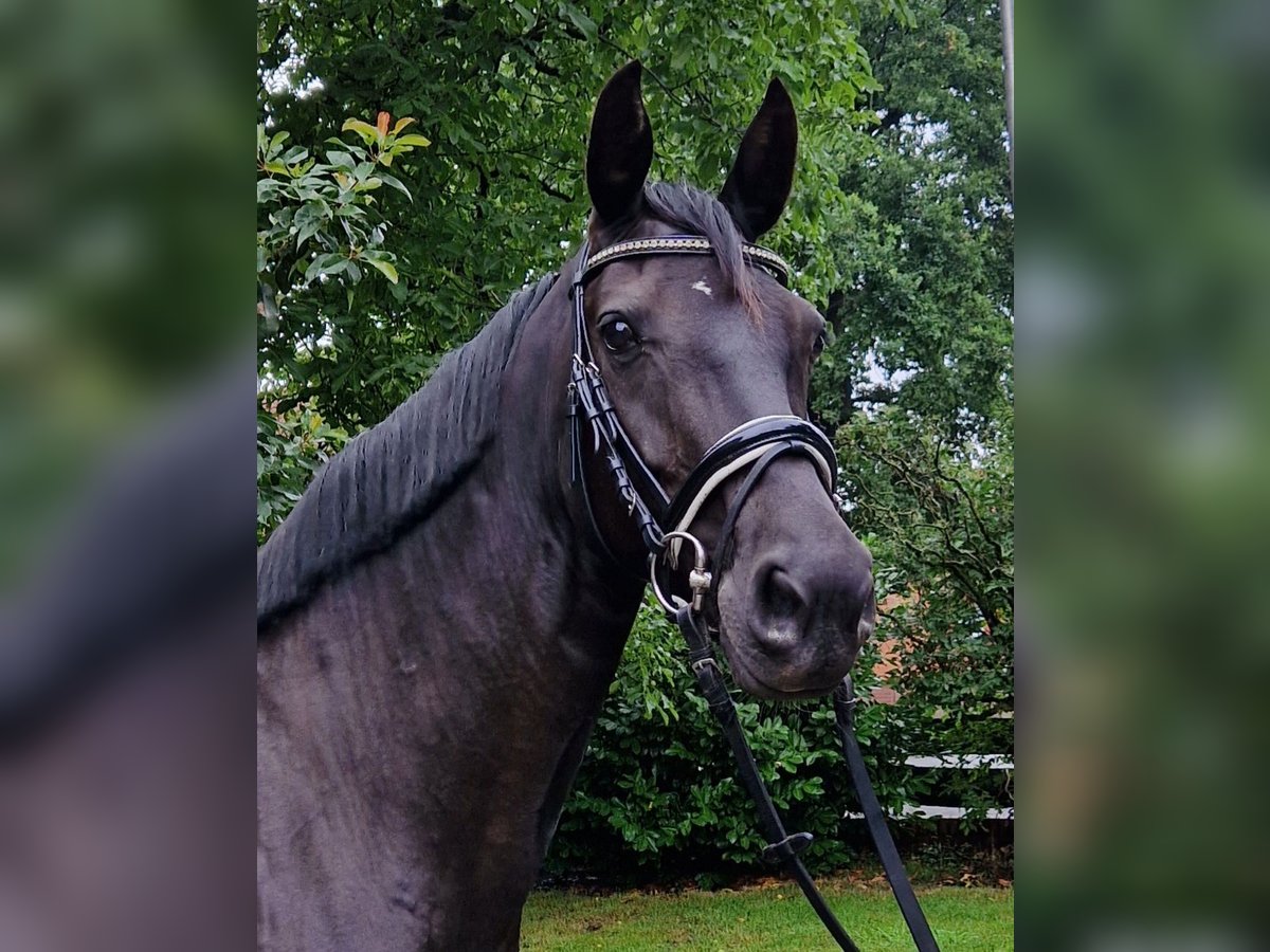 Hannoveraner Stute 5 Jahre 168 cm Rappe in Langenhagen