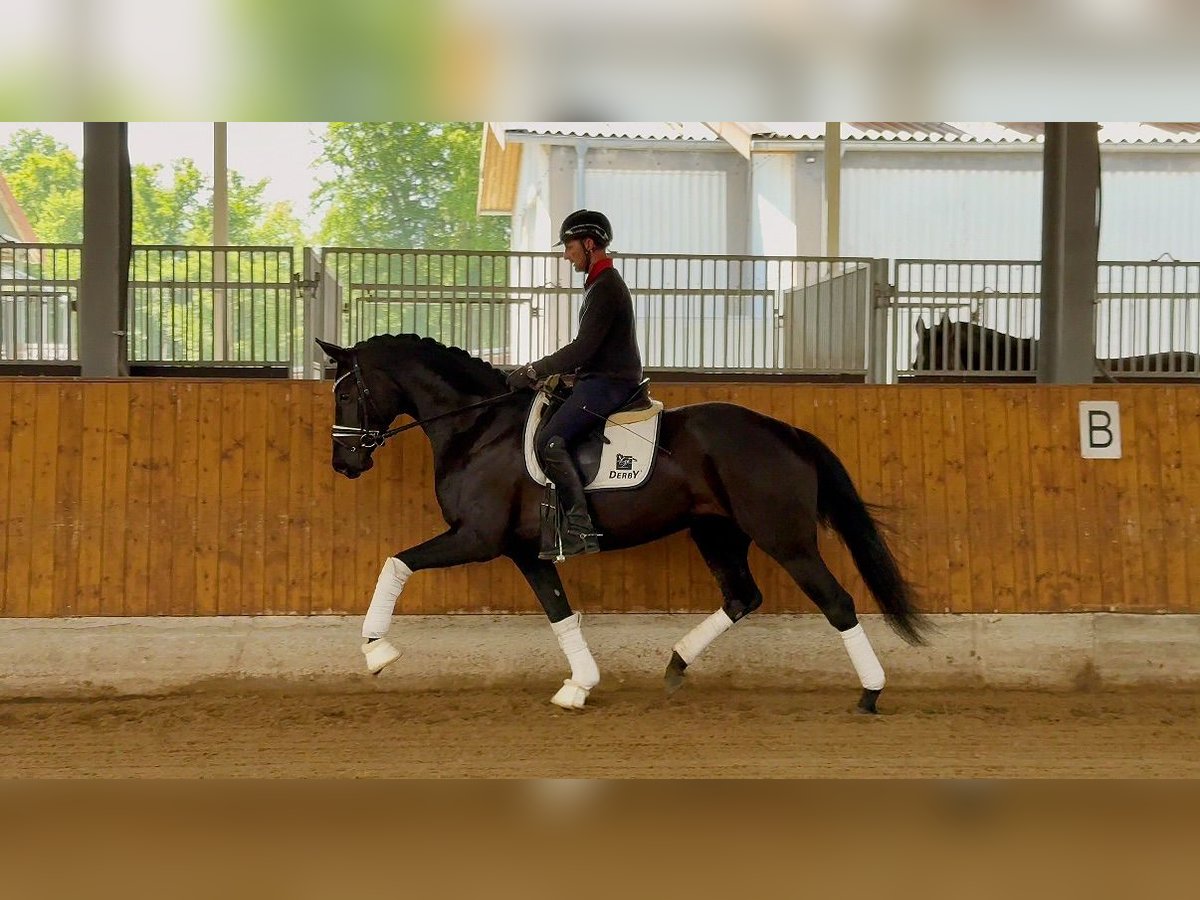 Hannoveraner Stute 5 Jahre 168 cm Rappe in Gleichen