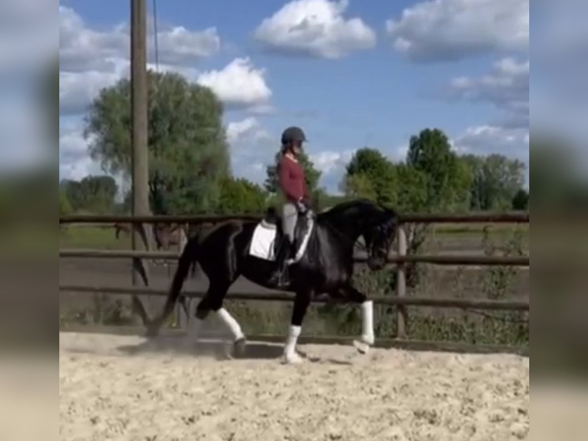 Hannoveraner Stute 5 Jahre 168 cm Rappe in Hamm