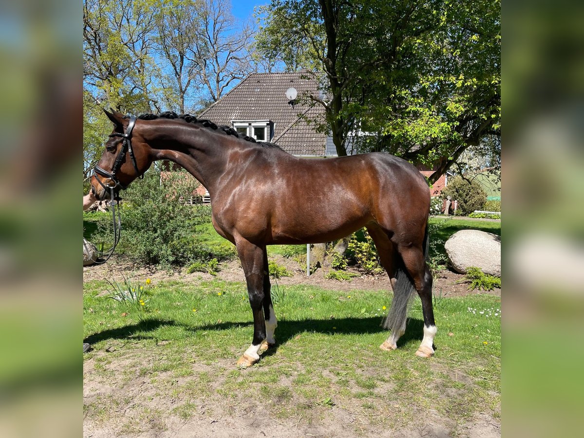 Hannoveraner Stute 5 Jahre 169 cm Brauner in Kutenholz Hannoveraner Stute 5 Jahre 169 cm Brauner in Kutenholz