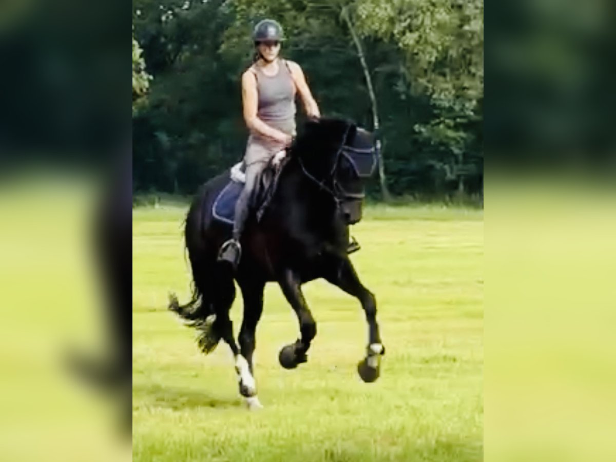 Hannoveraner Stute 5 Jahre 169 cm Rappe in Sch&#xFC;ttorf