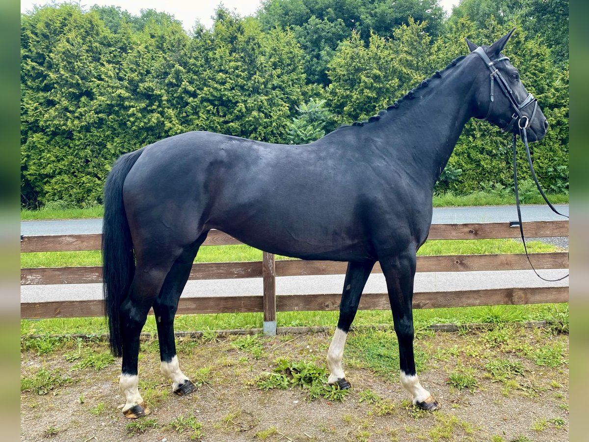 Hannoveraner Stute 5 Jahre 169 cm Rappe in Hude (Oldenburg)