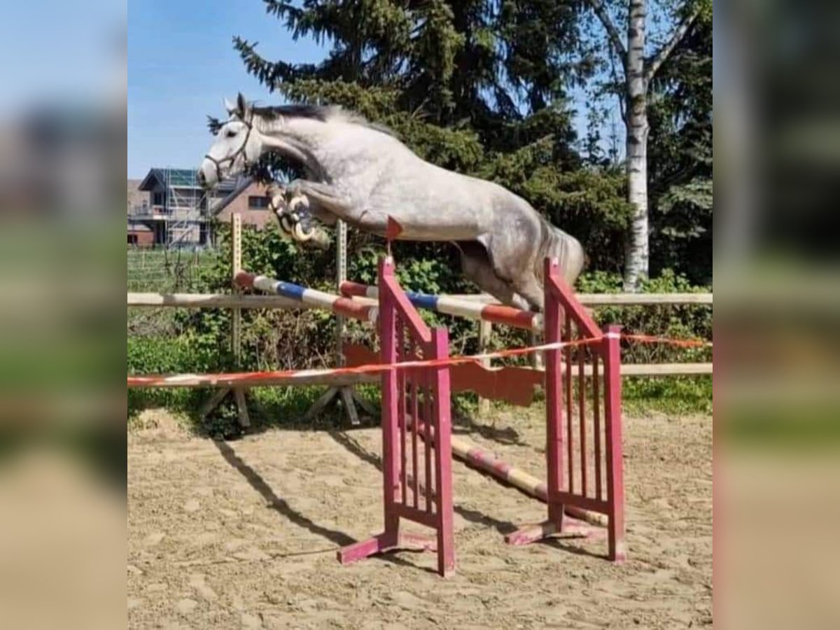 Hannoveraner Stute 5 Jahre 169 cm Schimmel in Korschenbroich