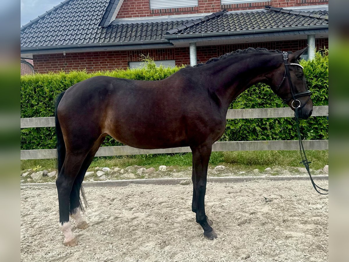 Hannoveraner Stute 5 Jahre 169 cm Schwarzbrauner in Bargstedt