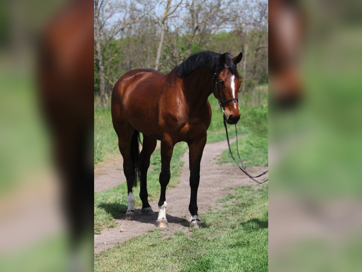 Hannoveraner Stute 5 Jahre 170 cm Brauner in Gyula