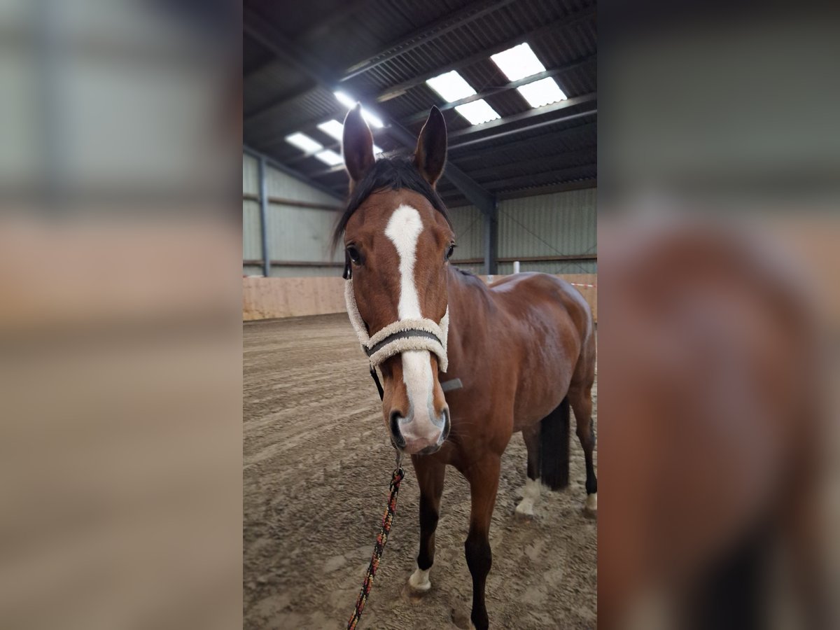 Hannoveraner Stute 5 Jahre 170 cm Brauner in Rehbeck