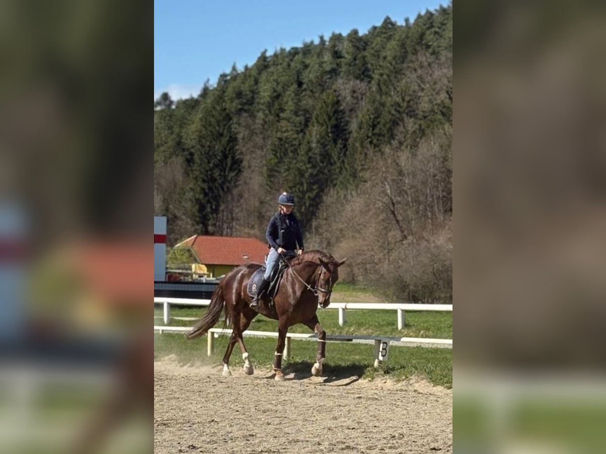 Hannoveraner Stute 5 Jahre 170 cm Dunkelfuchs in Wirtschaft