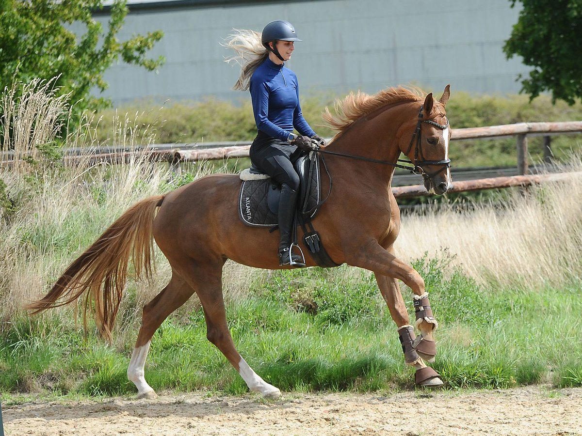 Hannoveraner Stute 5 Jahre 170 cm Fuchs in Isernhagen