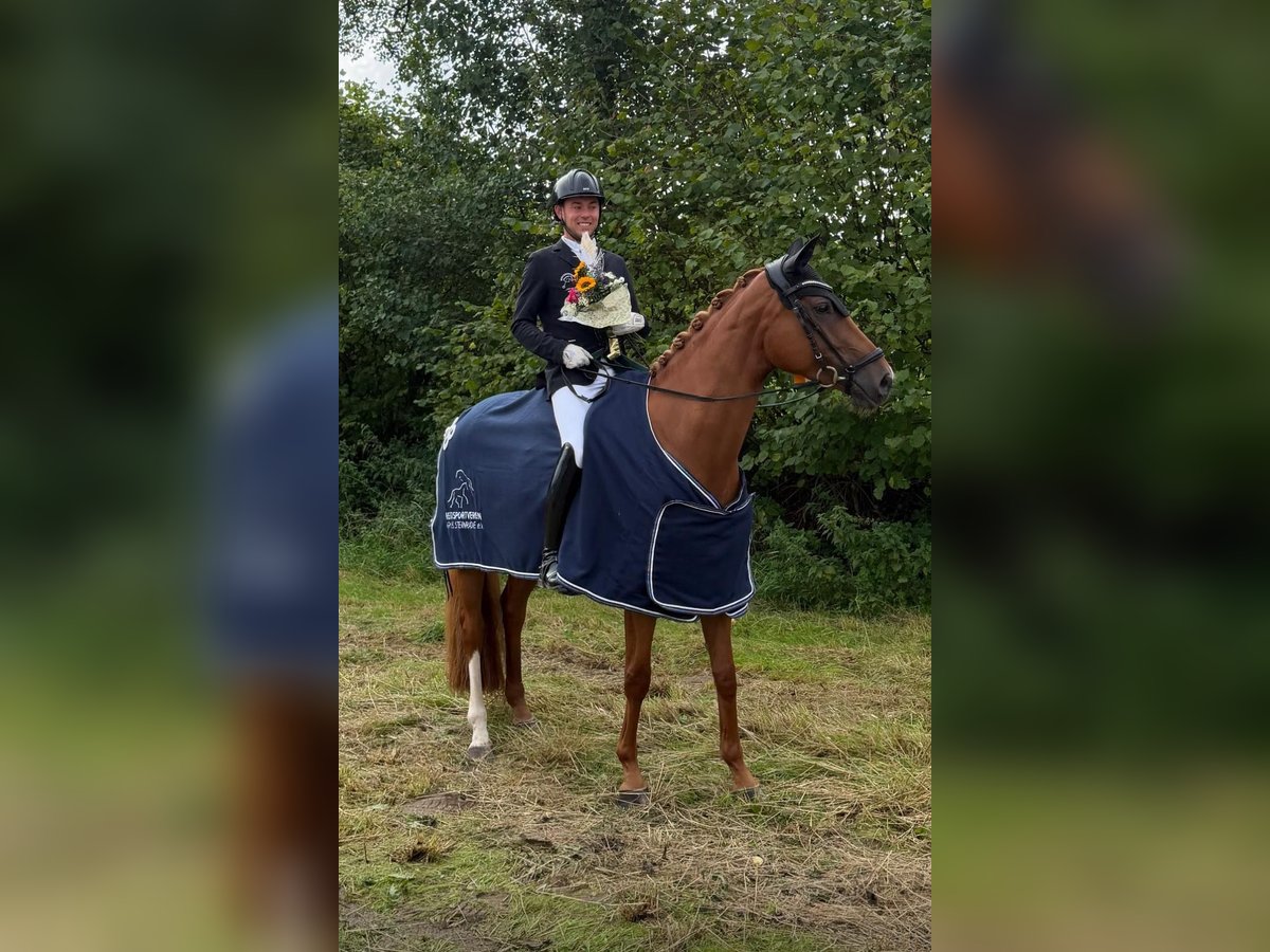 Hannoveraner, Stute in Schierensee