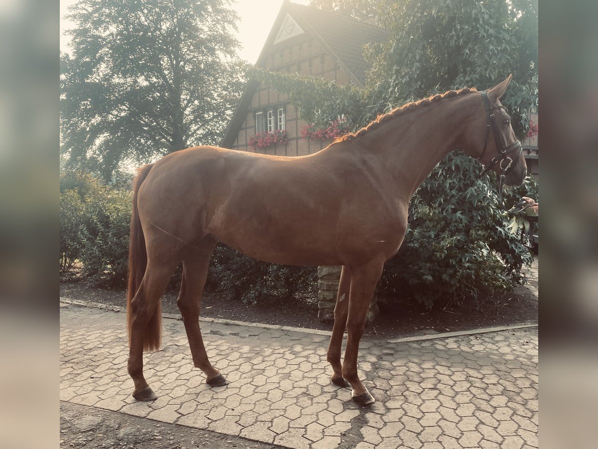 Hannoveraner Stute 5 Jahre 170 cm Fuchs in Minden