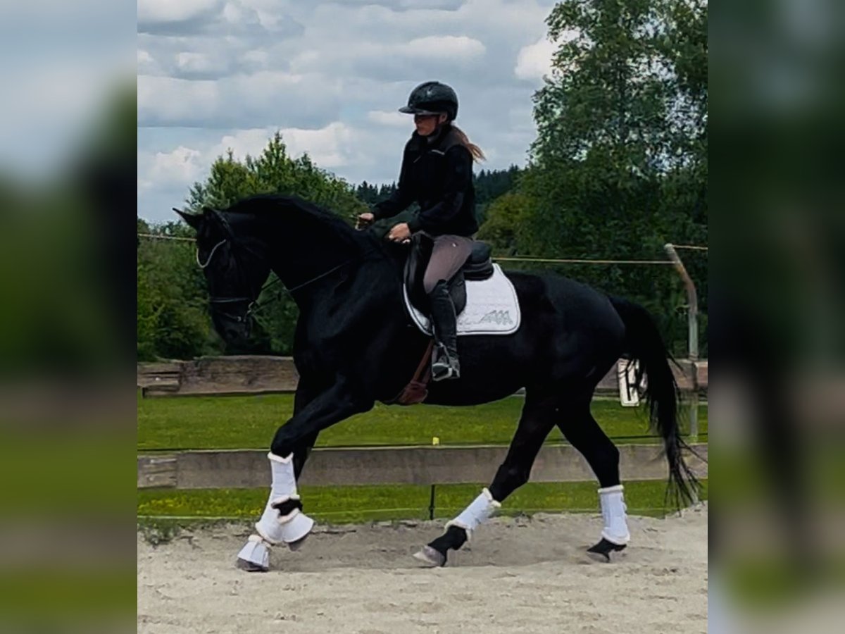 Hannoveraner Stute 5 Jahre 170 cm Rappe in Wangen im Allg&#xE4;u
