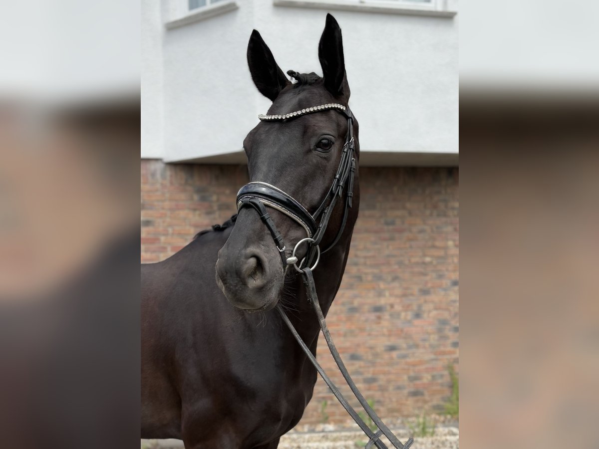 Hannoveraner Stute 5 Jahre 170 cm Rappe in Niederkassel