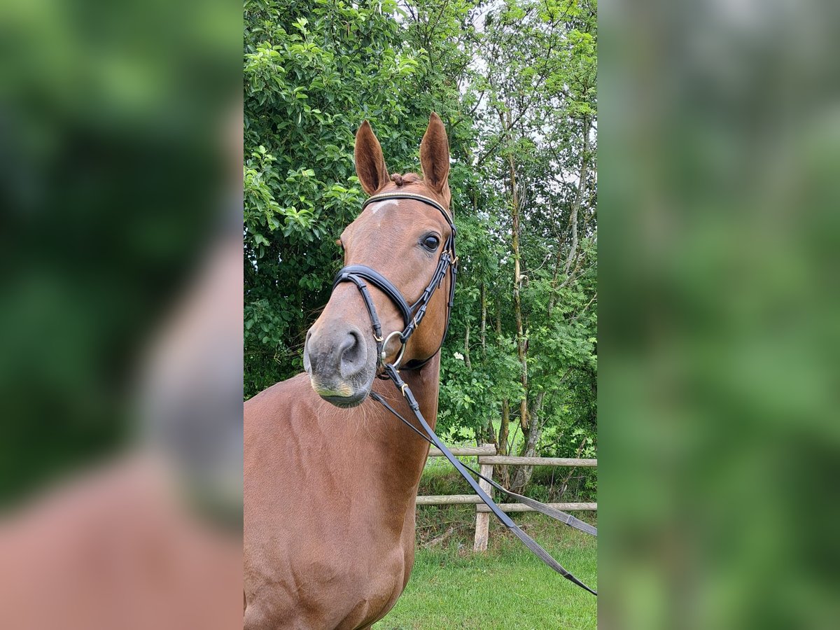 Hannoveraner Stute 5 Jahre 172 cm Dunkelfuchs in Loxstedt