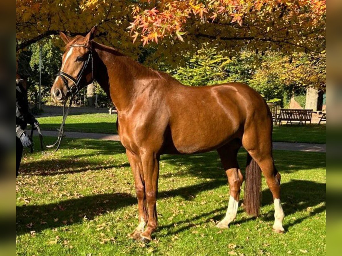 Hannoveraner Stute 5 Jahre 172 cm Fuchs in Lastrup