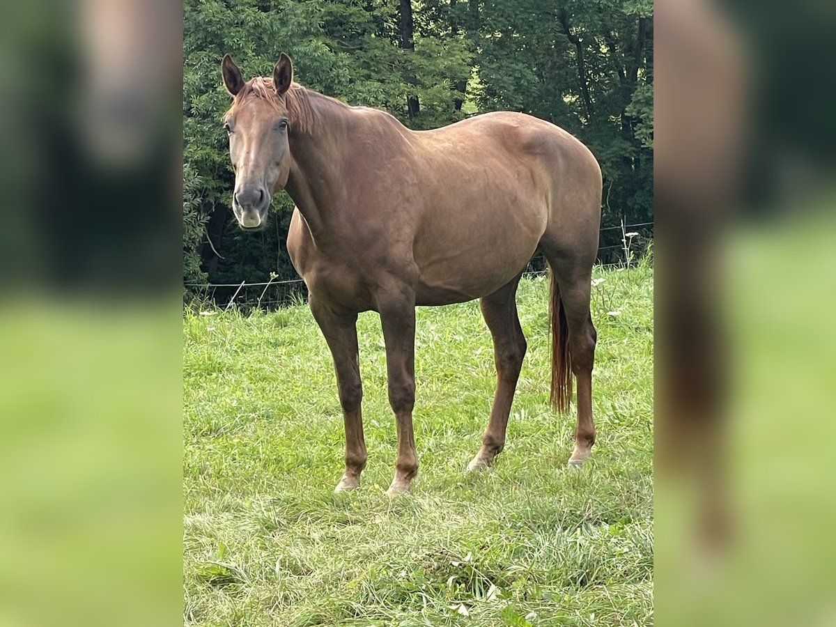 Hannoveraner Stute 5 Jahre 172 cm Fuchs in Emtmannsberg