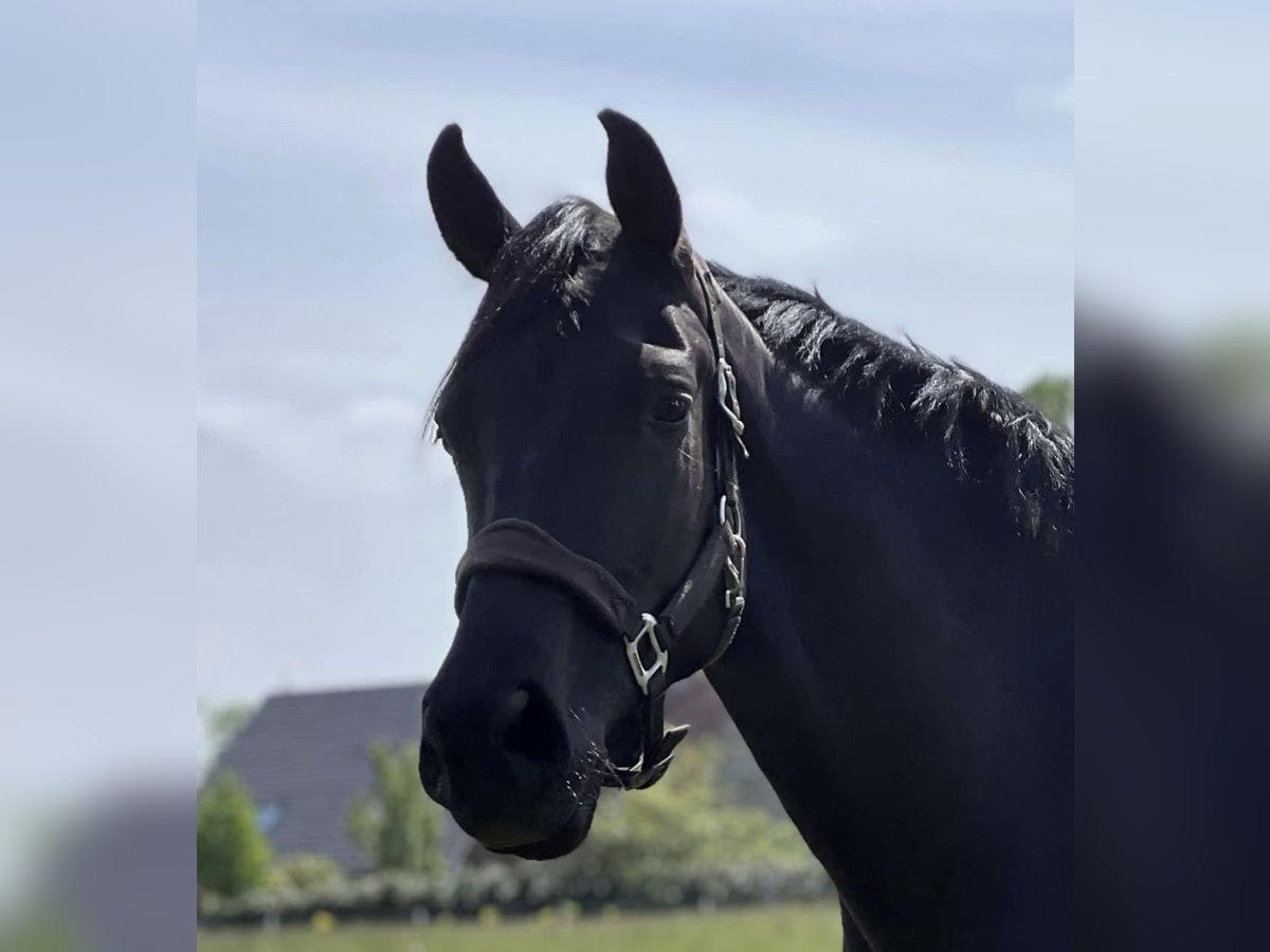 Hannoveraner Stute 5 Jahre 172 cm Rappe in StoetzeStoetze