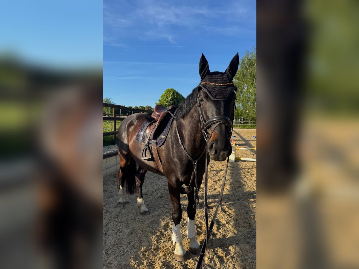 Hannoveraner Stute 5 Jahre 173 cm in Brechen Hannoveraner Stute 5 Jahre 173 cm in Brechen