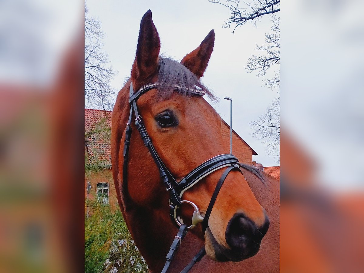 Hannoveraner Stute 5 Jahre 174 cm Brauner in Burgdorf