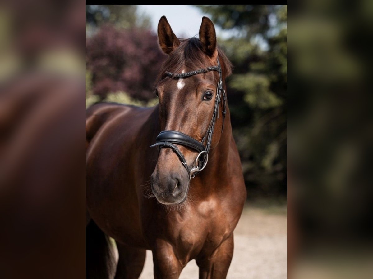 Hannoveraner Stute 5 Jahre 175 cm Dunkelfuchs in Troisdorf