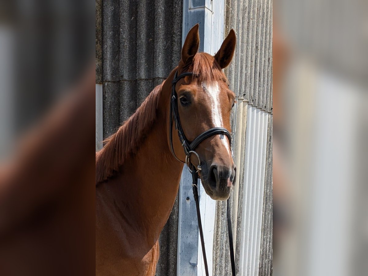 Hannoveraner Stute 5 Jahre 175 cm Fuchs in Remseck am Neckar