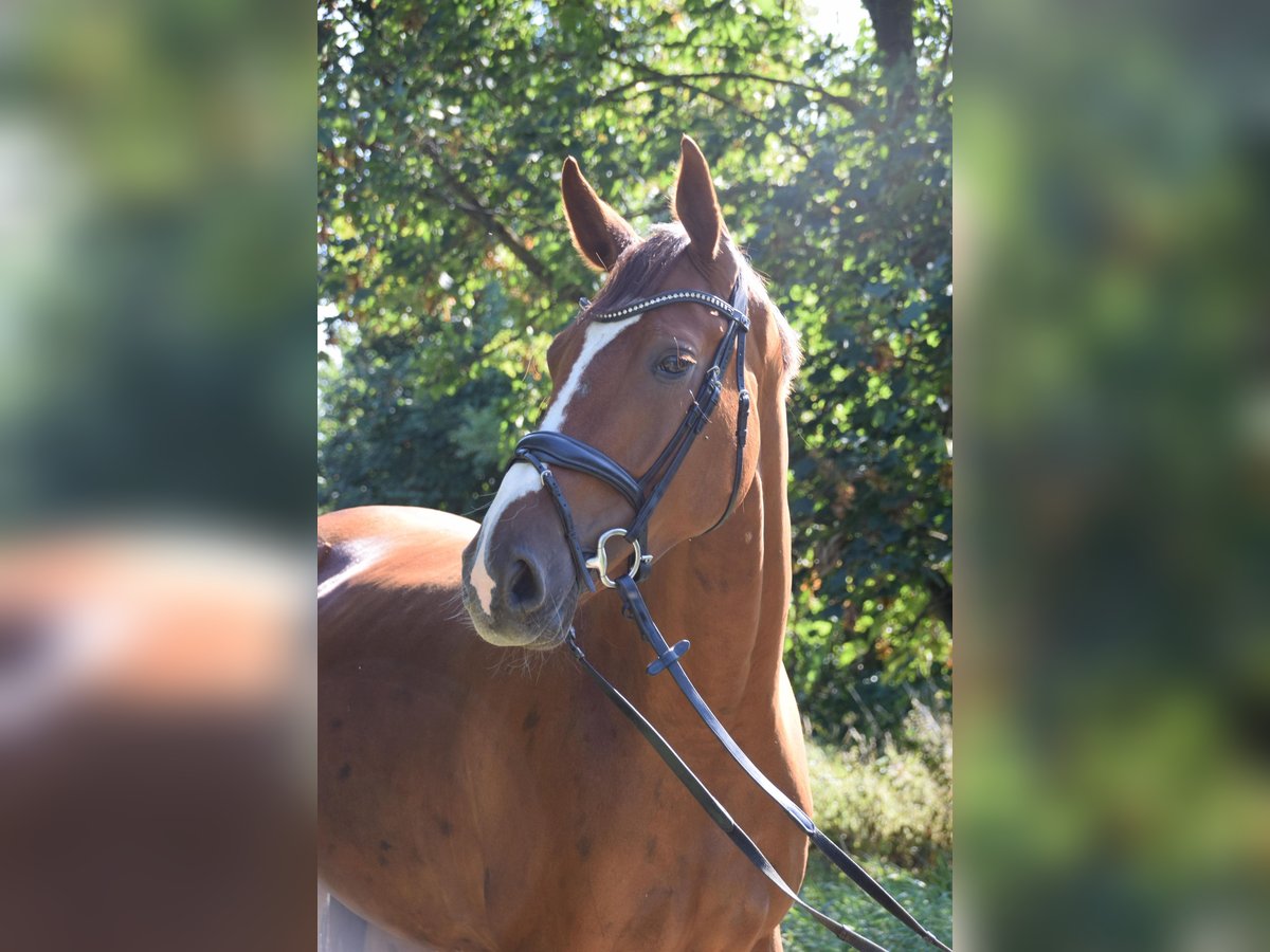 Hannoveraner Stute 5 Jahre 175 cm Fuchs in Hildesheim