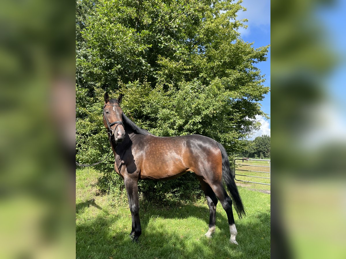 Hannoveraner Stute 5 Jahre 178 cm Brauner in Loxstedt