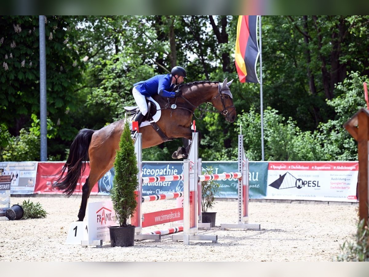 Hannoveraner Stute 5 Jahre Brauner in Moosach