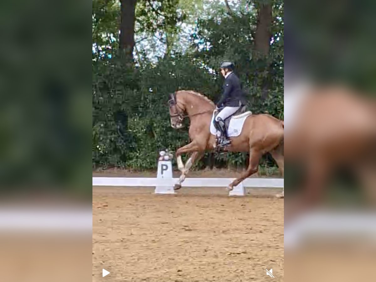 Hannoveraner Stute 6 Jahre 160 cm Fuchs in D&#xF6;tlingen
