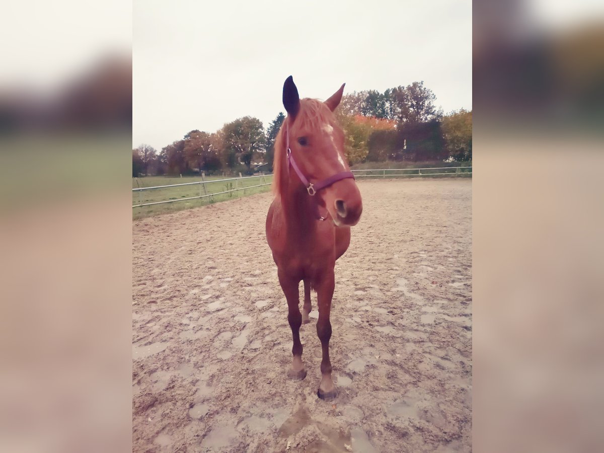 Hannoveraner Stute 6 Jahre 160 cm Fuchs in Norderstedt