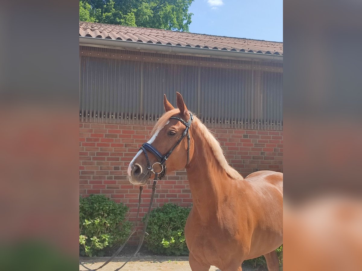 Hannoveraner Stute 6 Jahre 160 cm Fuchs in Verden (Aller)